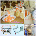 Automatische Ausrüstung im Geflügel-Haus mit Fertighaus-Bau